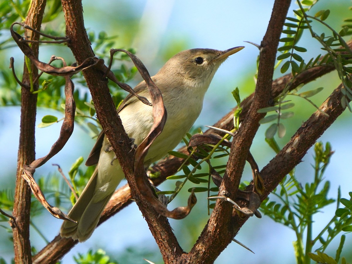 Western Olivaceous Warbler - ML617925189