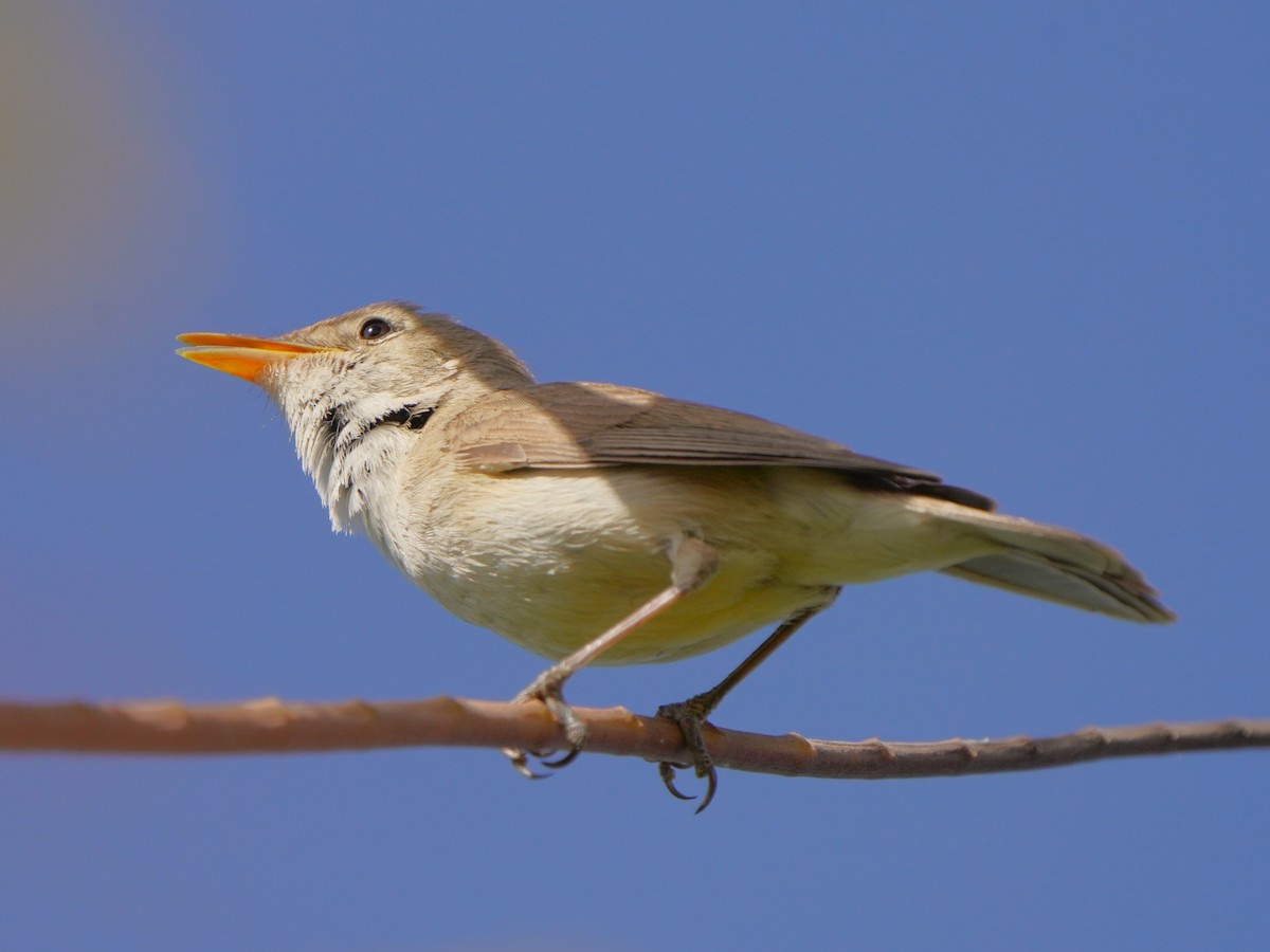 Western Olivaceous Warbler - ML617925194