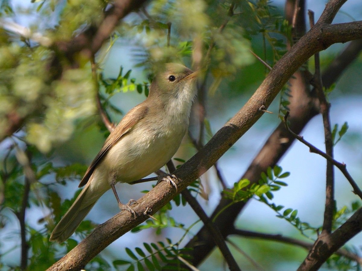 Western Olivaceous Warbler - ML617925196