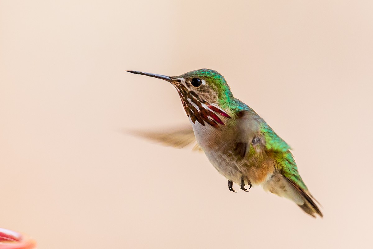 Calliope Hummingbird - ML617925211