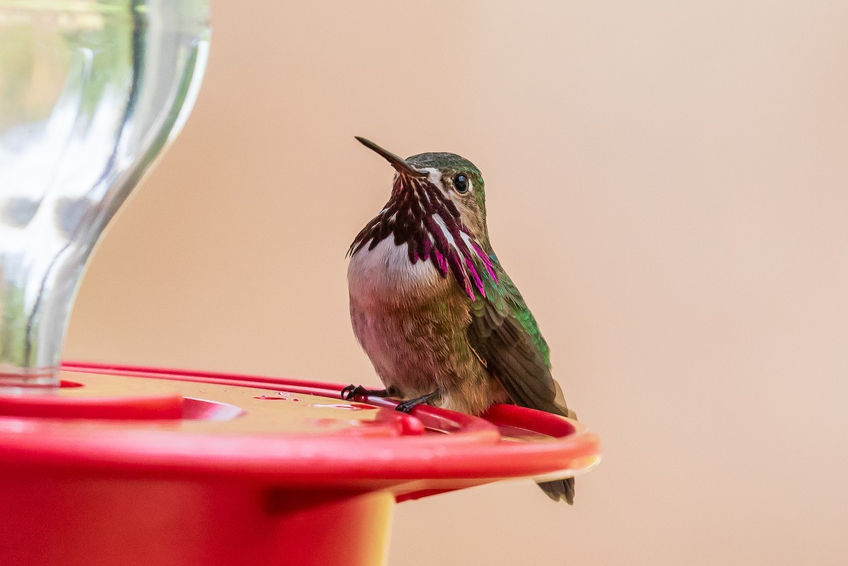 Calliope Hummingbird - Andrew Cauldwell