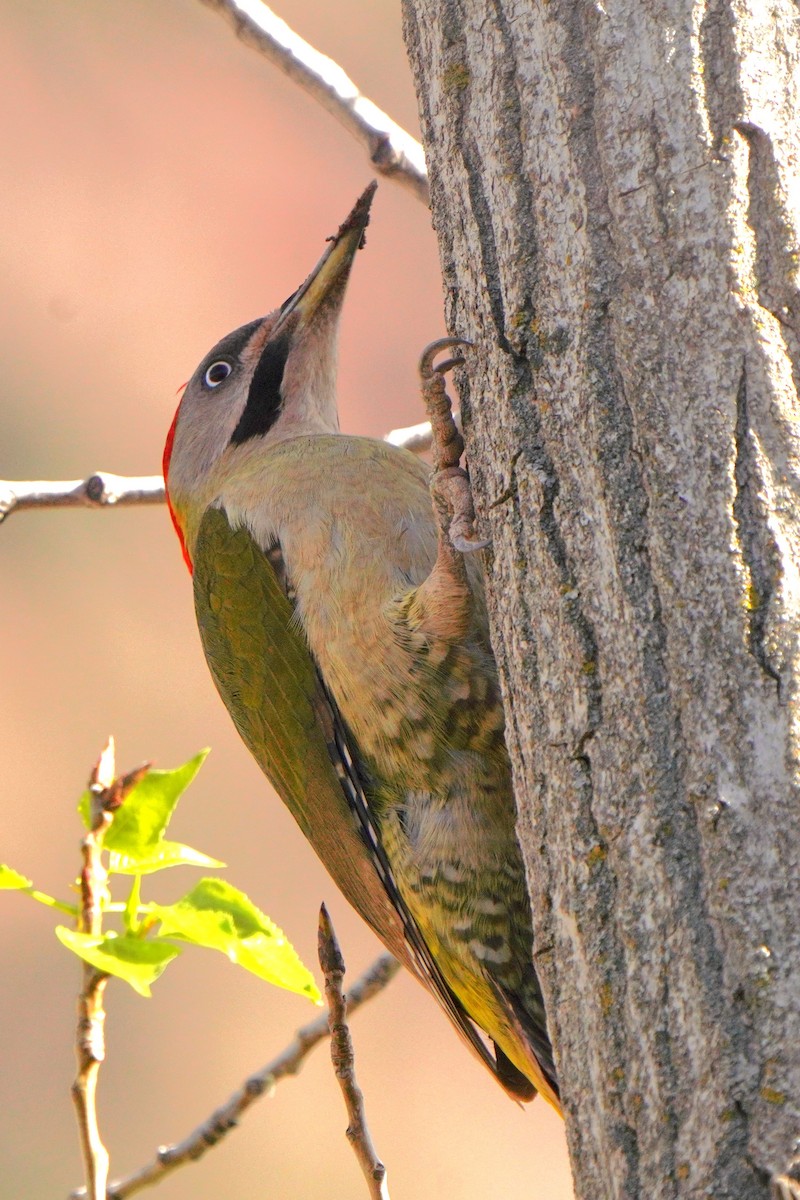 Levaillant's Woodpecker - Jörg Albert