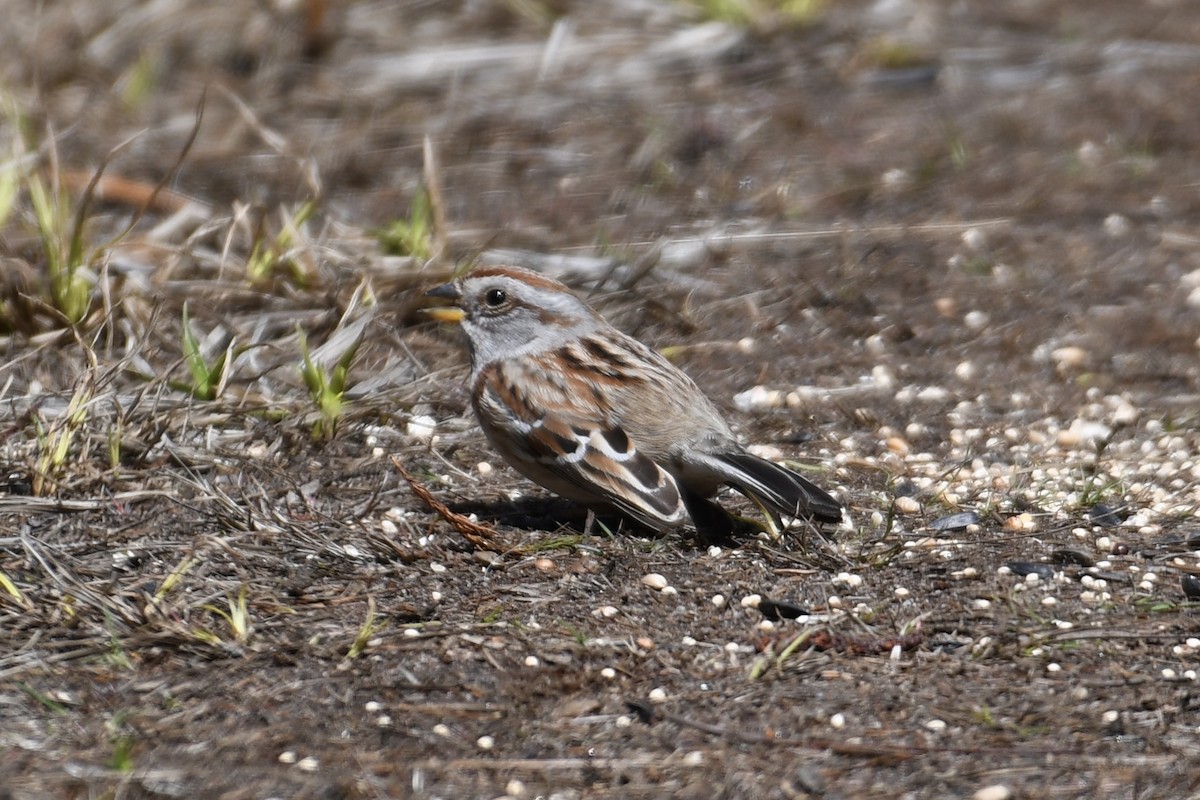 American Tree Sparrow - ML617925238