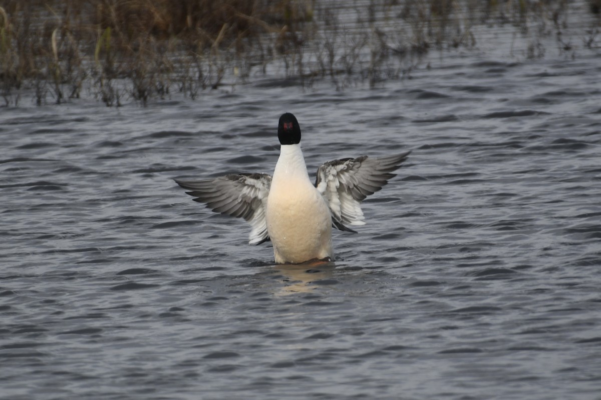 カワアイサ（americanus） - ML617925290