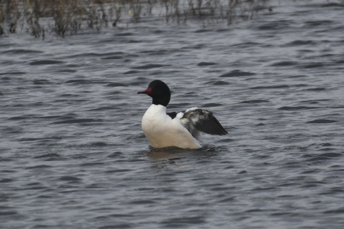 morčák velký (ssp. americanus) - ML617925297