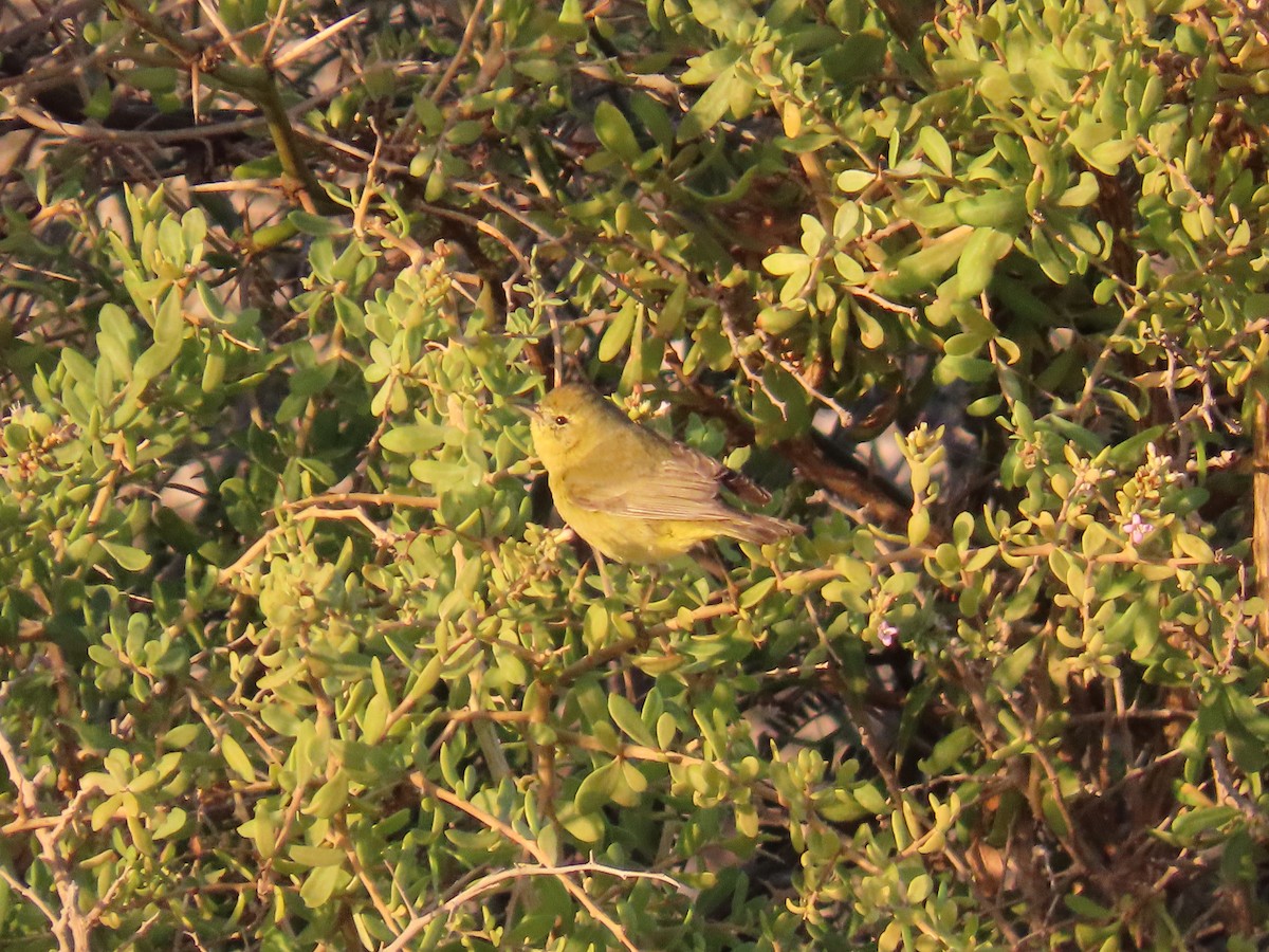 Orange-crowned Warbler - ML617925302