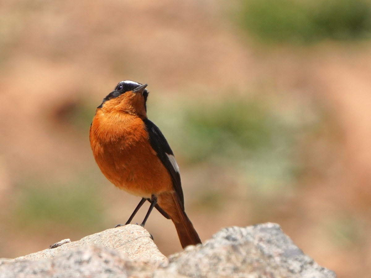 Moussier's Redstart - Jörg Albert