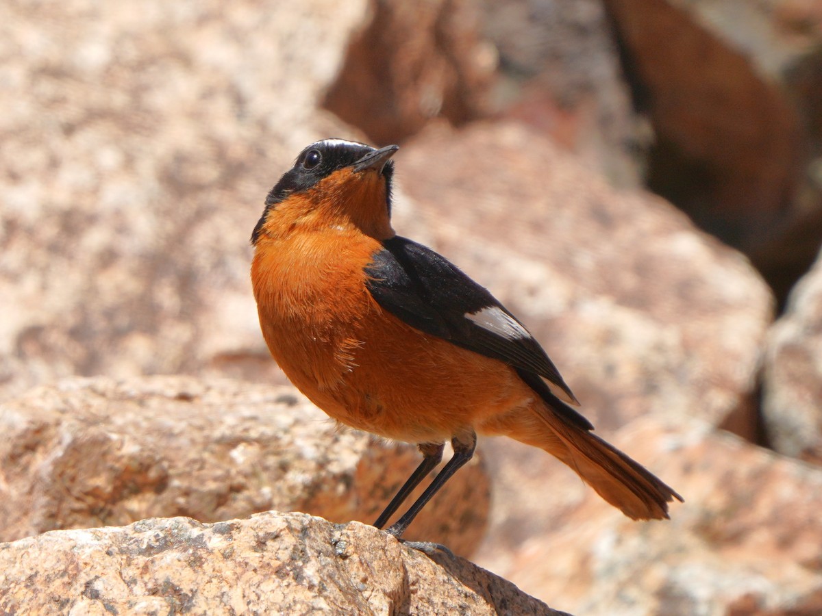 Moussier's Redstart - Jörg Albert