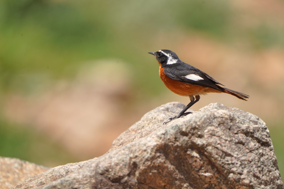 Moussier's Redstart - Jörg Albert