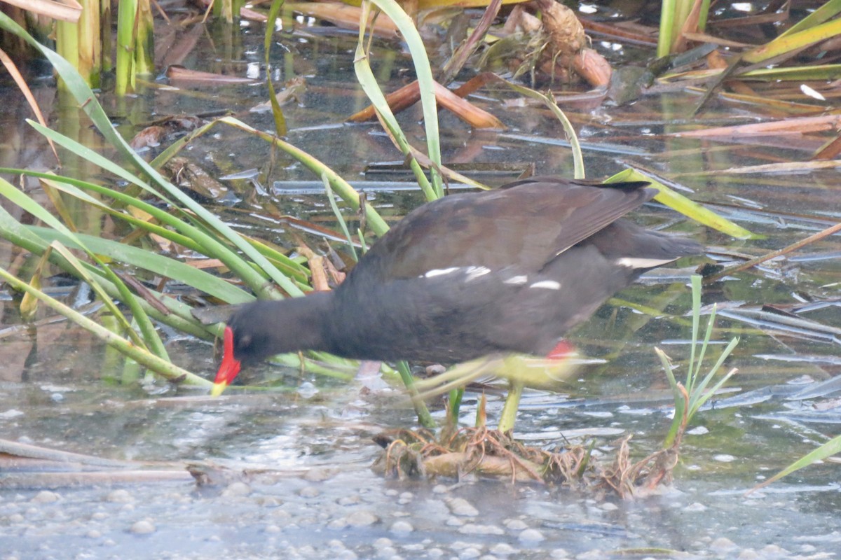 Common Gallinule - ML617925340