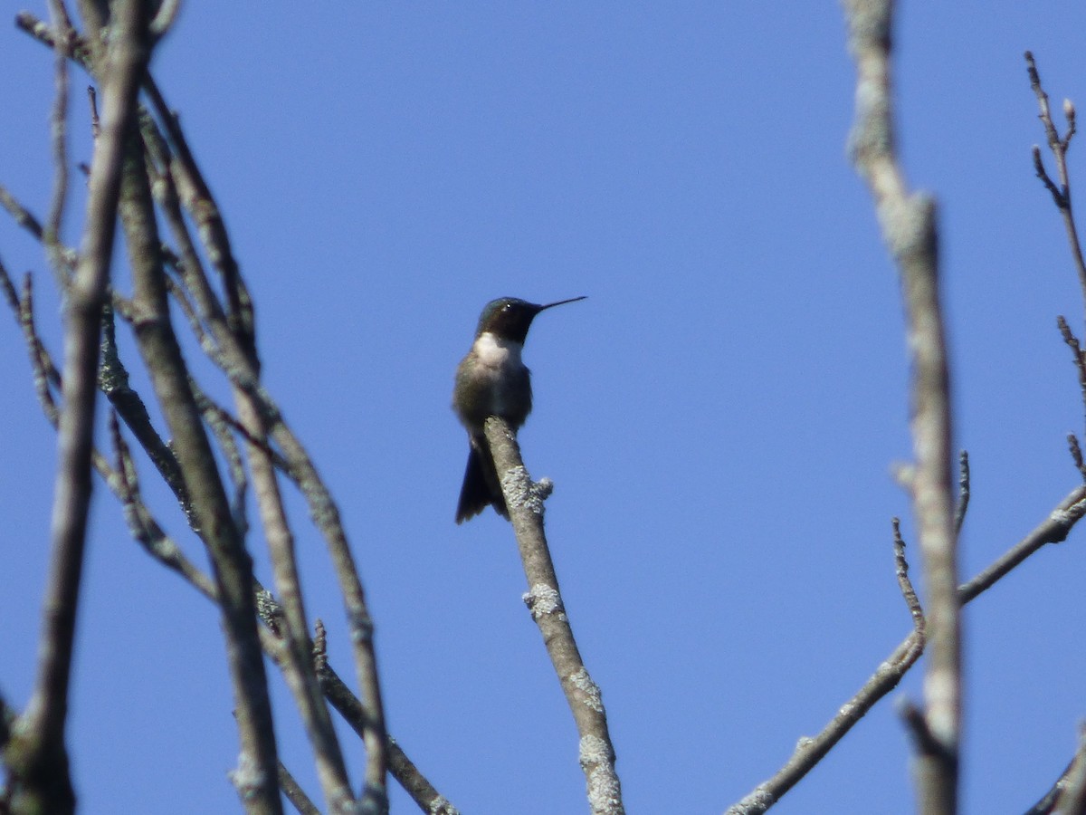 Ruby-throated Hummingbird - ML617925398