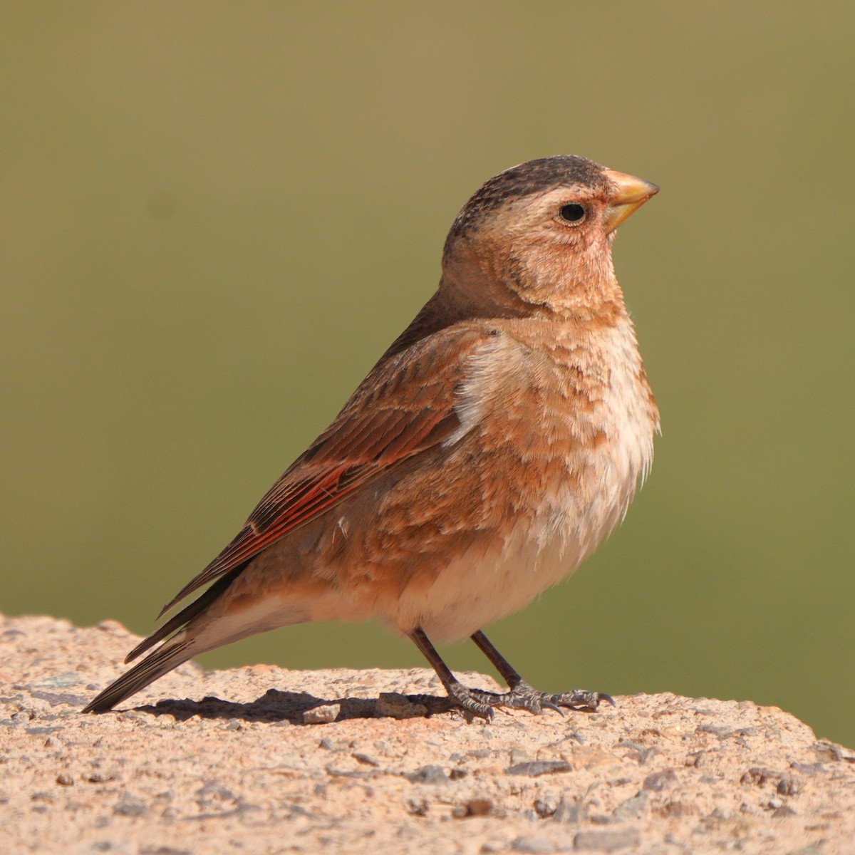 Crimson-winged Finch (African) - ML617925428