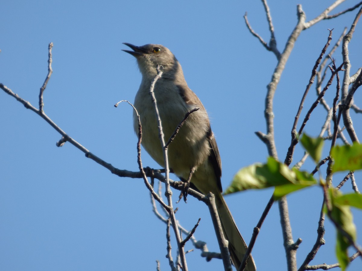 Northern Mockingbird - ML617925429