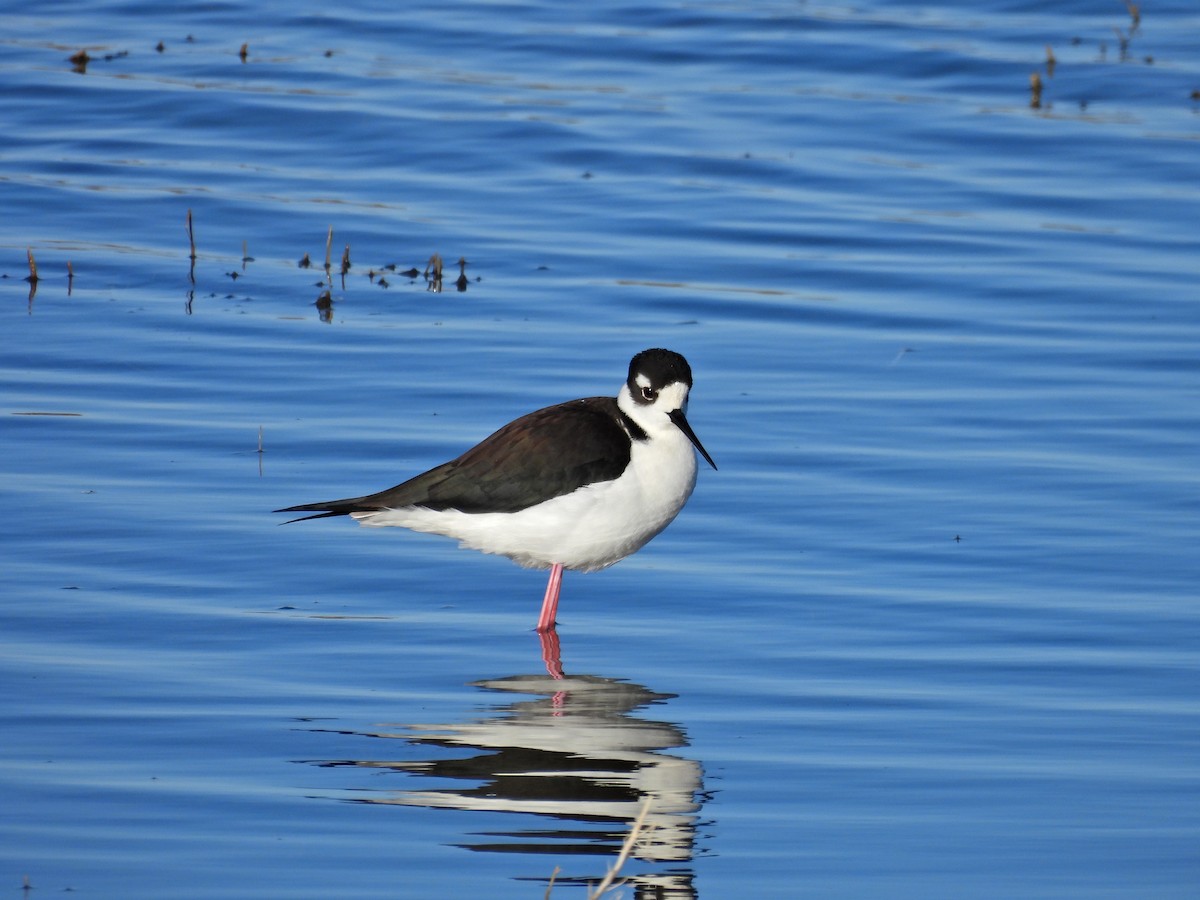 Black-necked Stilt - ML617925434