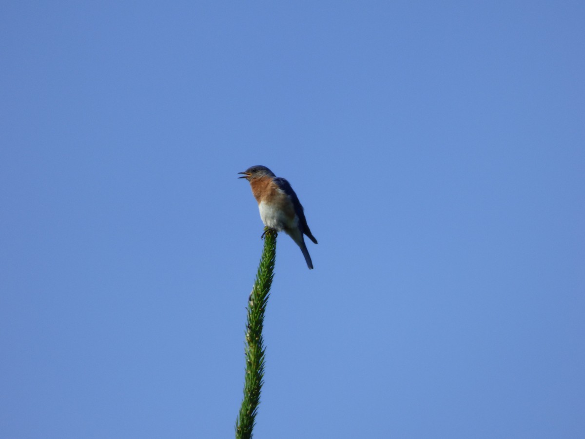 Eastern Bluebird - Quinn F.