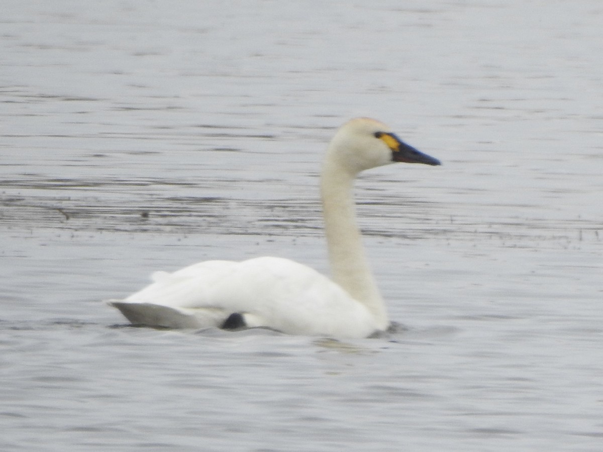 Tundra Swan - ML617925475