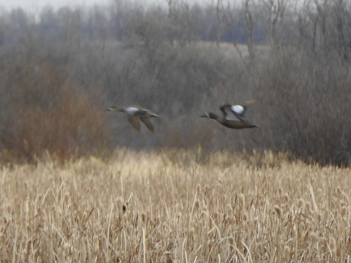 Blue-winged Teal - ML617925483