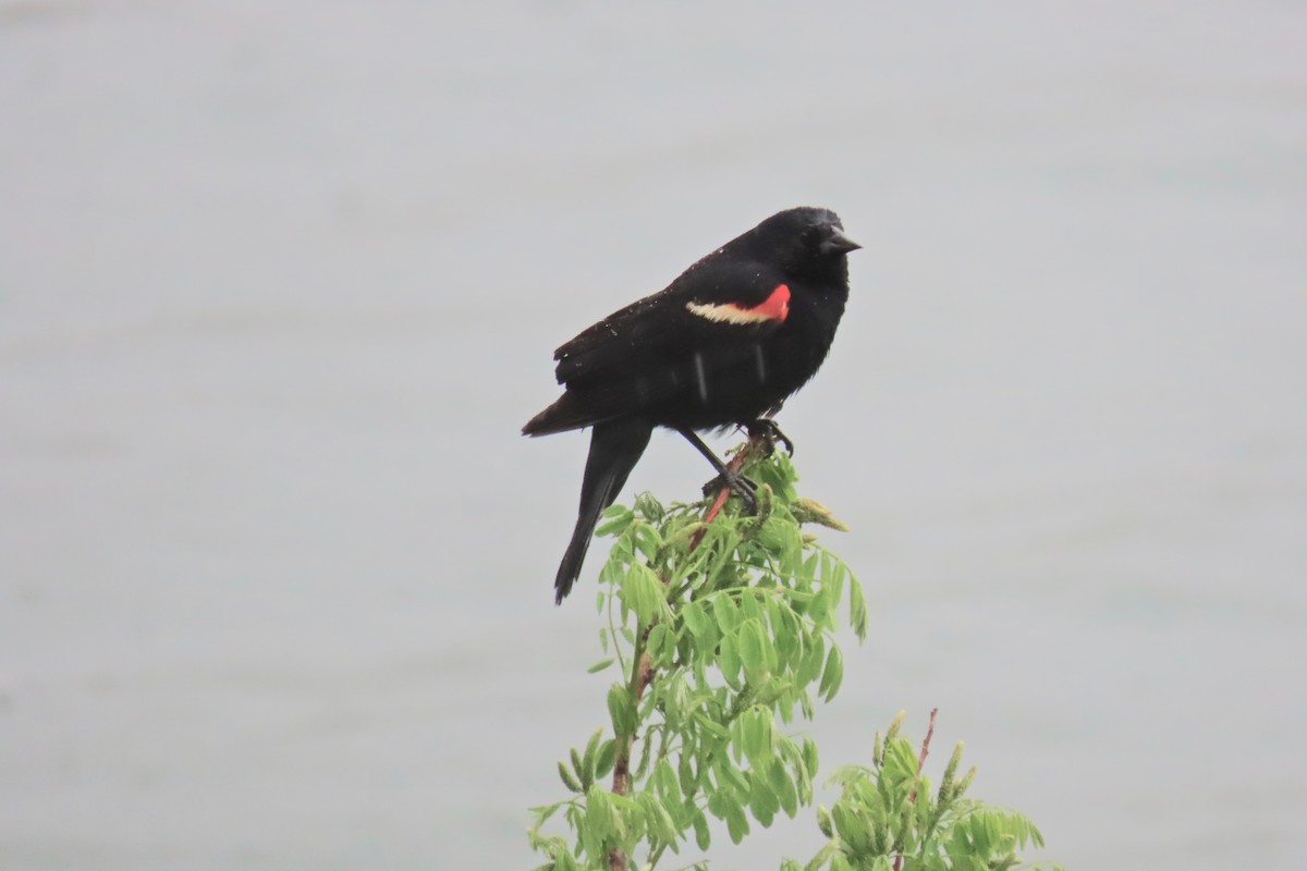 Red-winged Blackbird - ML617925485