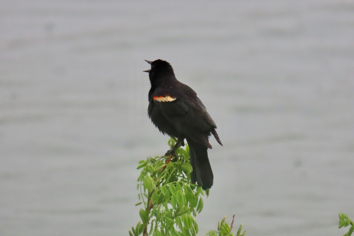 Red-winged Blackbird - ML617925487