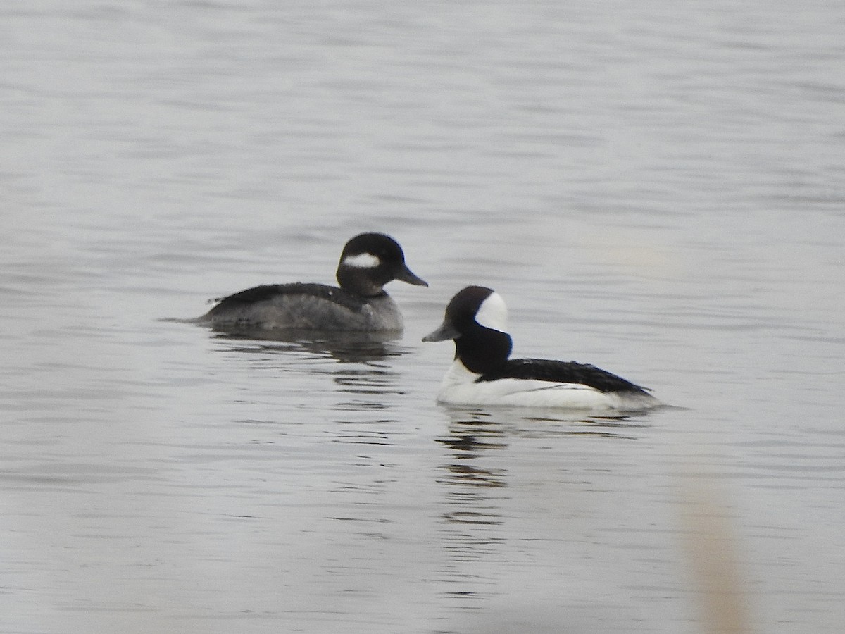 Bufflehead - ML617925490