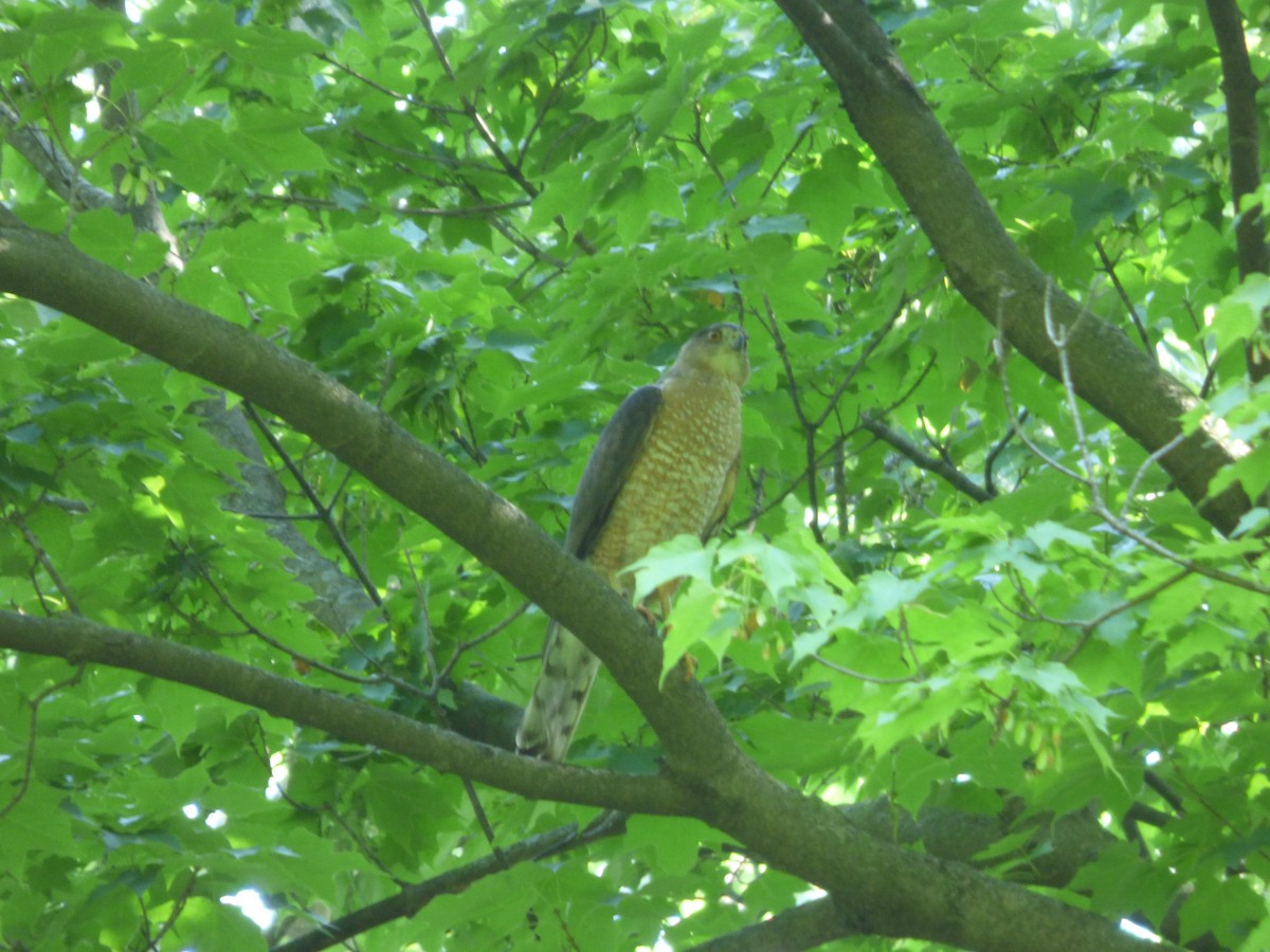 Cooper's Hawk - ML617925499