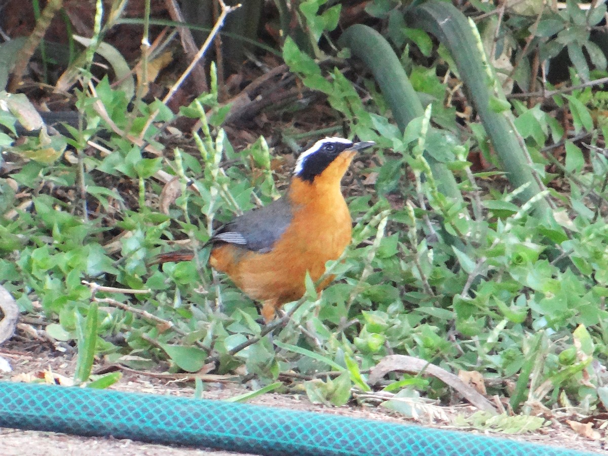 White-browed Robin-Chat - Toby Holmes