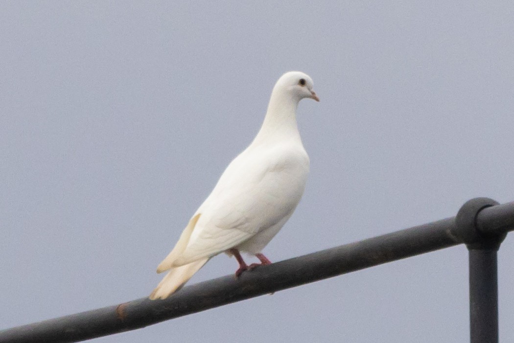 Rock Pigeon (Feral Pigeon) - Jon White