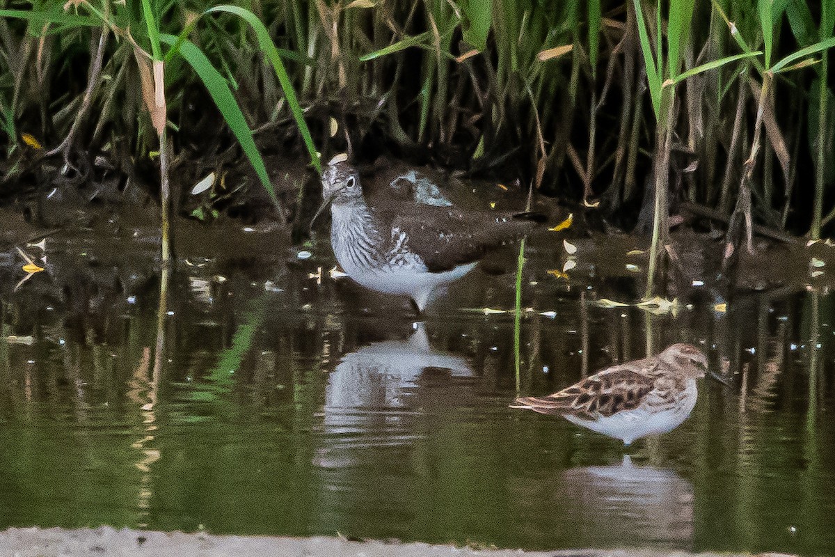 Solitary Sandpiper - ML617925561