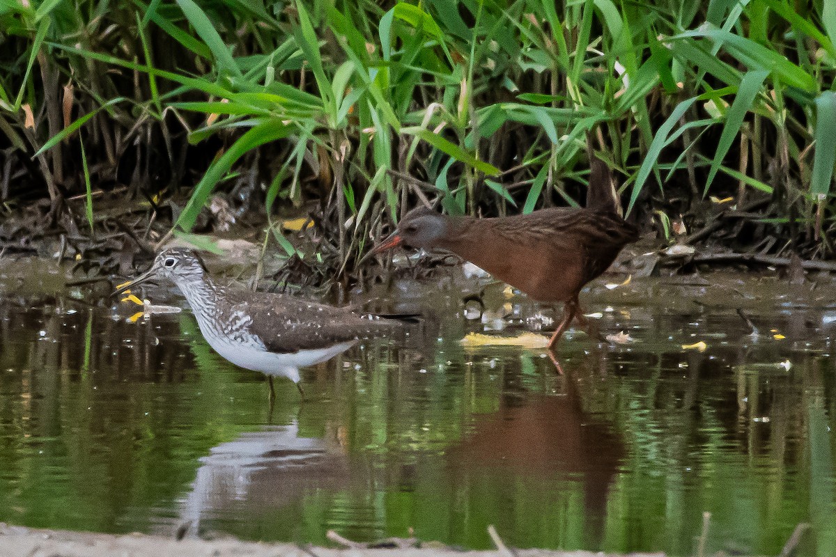 Solitary Sandpiper - ML617925563