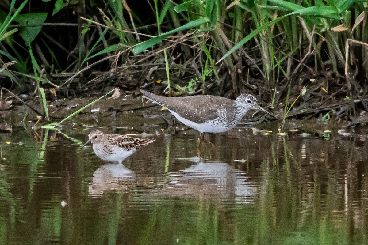 Solitary Sandpiper - Brandon Lloyd