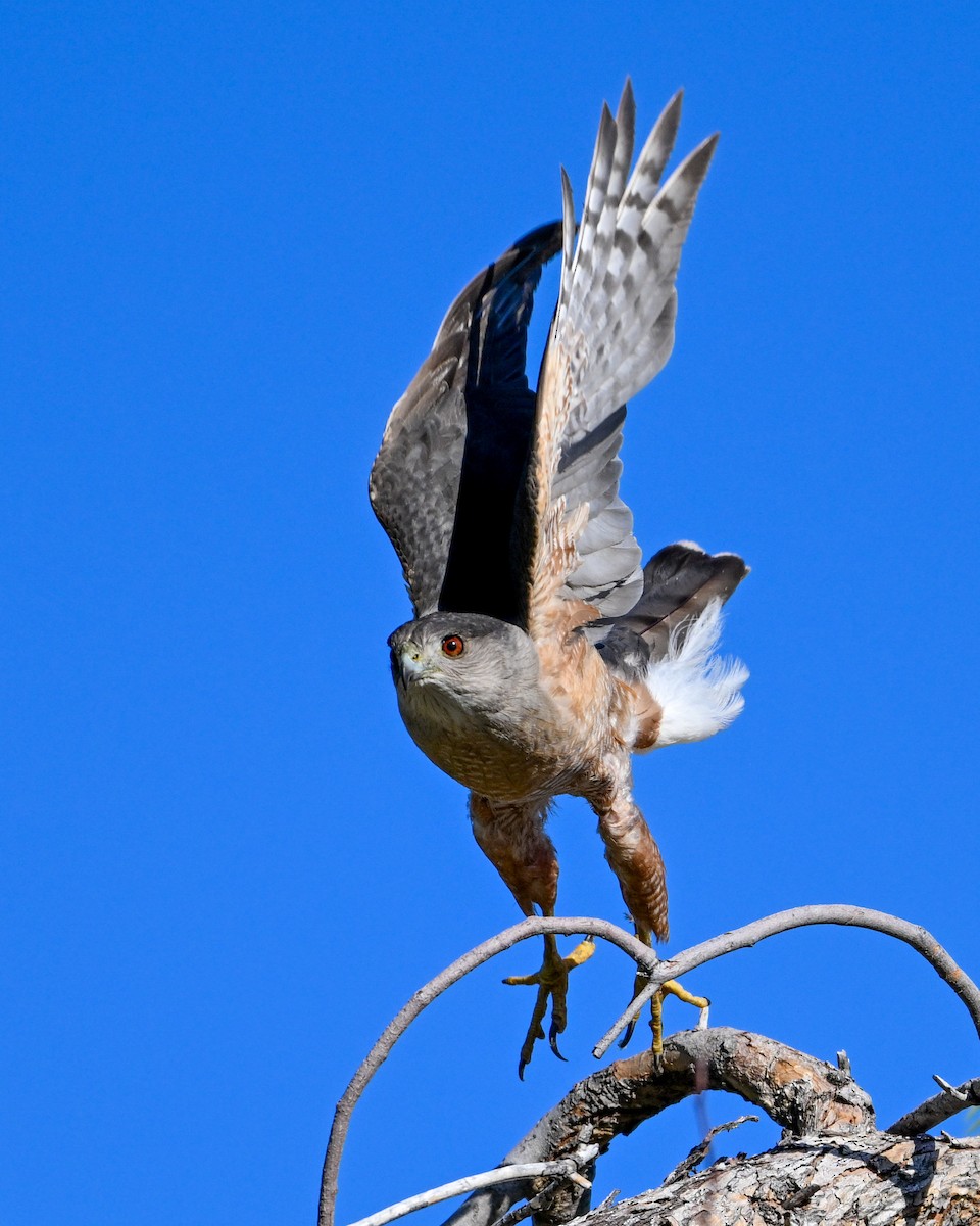 Cooper's Hawk - Mike Henry