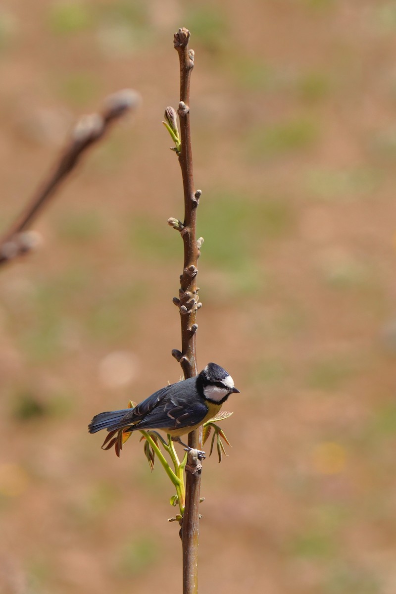 African Blue Tit - Jörg Albert