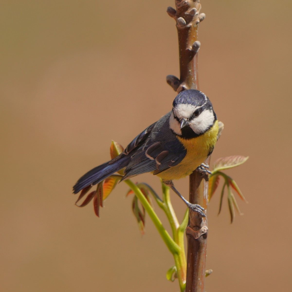 African Blue Tit - Jörg Albert