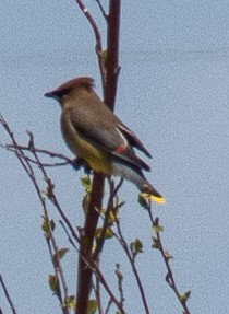 Cedar Waxwing - ML617925596