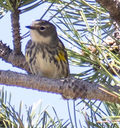 Yellow-rumped Warbler - ML617925619