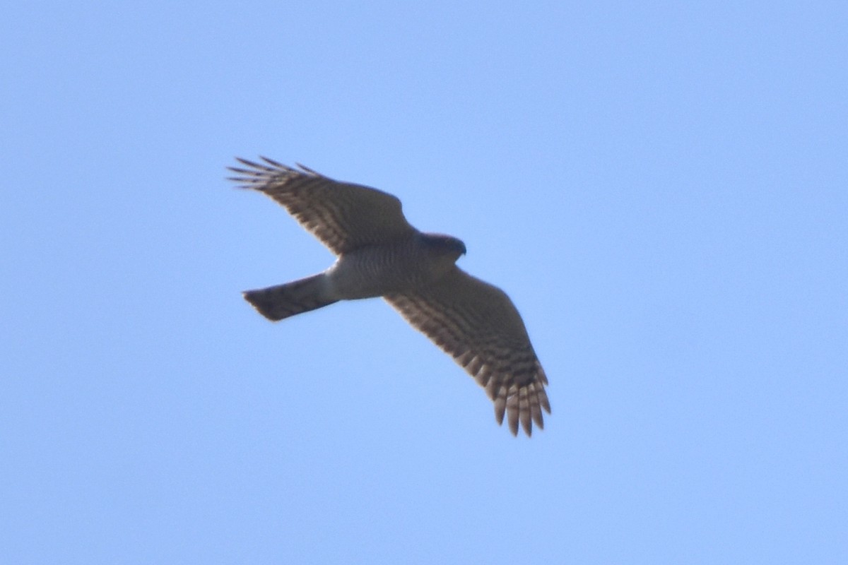 Eurasian Sparrowhawk - ML617925635