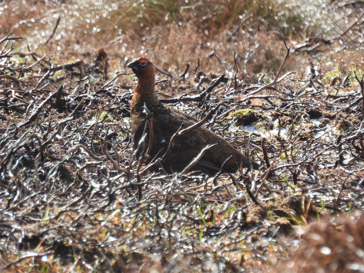 Willow Ptarmigan - ML617925644