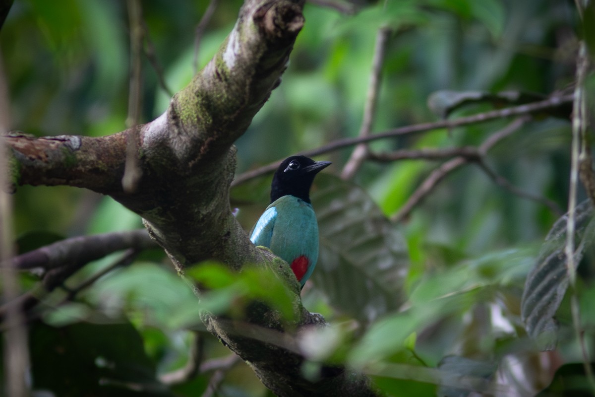 Western Hooded Pitta (Sunda) - Morten Lisse