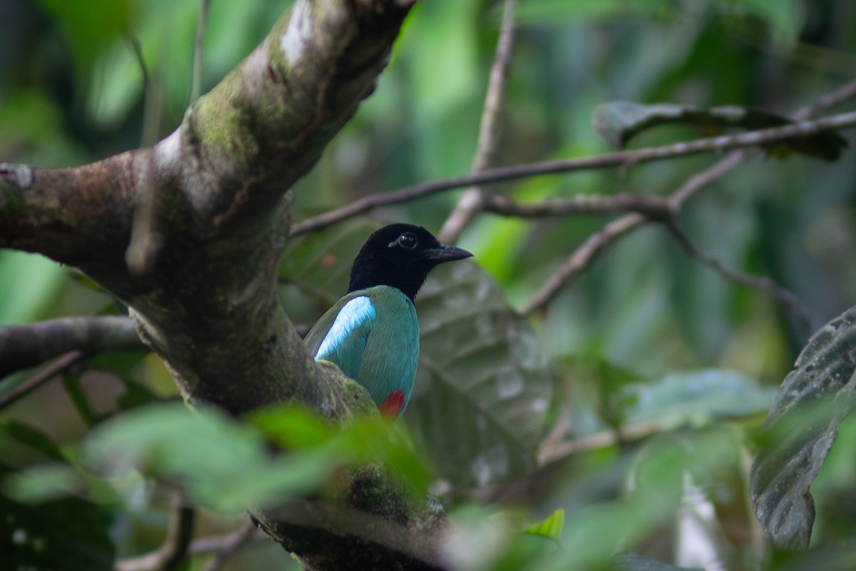 Western Hooded Pitta (Sunda) - Morten Lisse