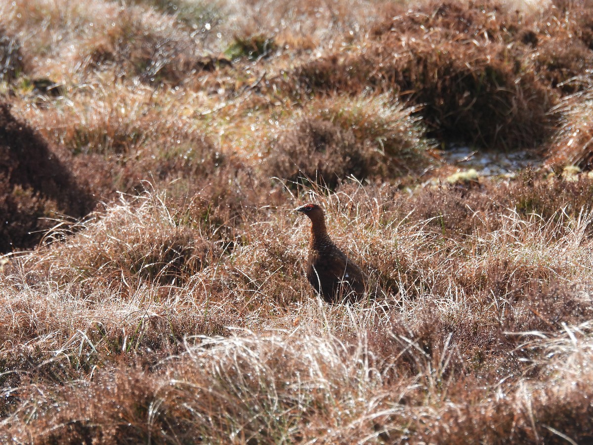 Willow Ptarmigan - ML617925668