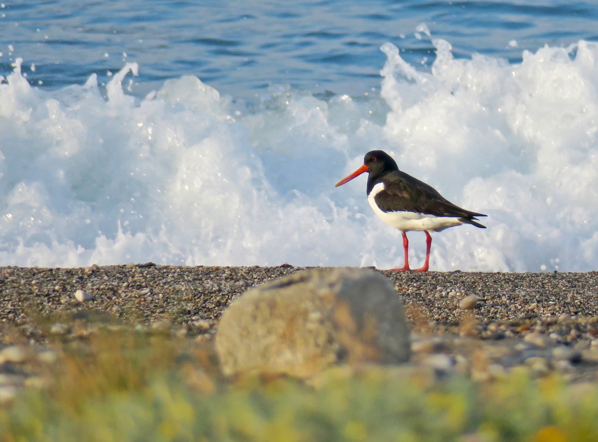 Eurasian Oystercatcher - Juan Pérez