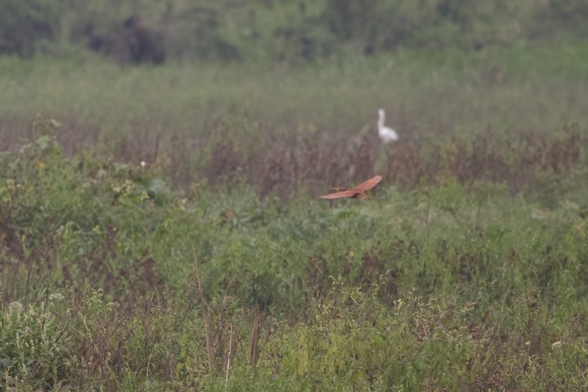 Cinnamon Bittern - Shekar Vishvanath