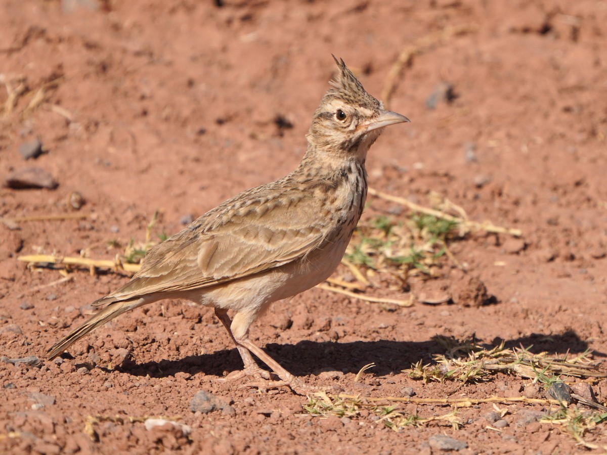 Crested Lark (Maghreb) - ML617925713