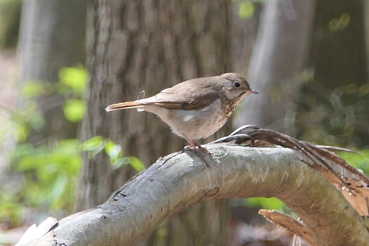 Hermit Thrush - Bob & Barb Piccirilli