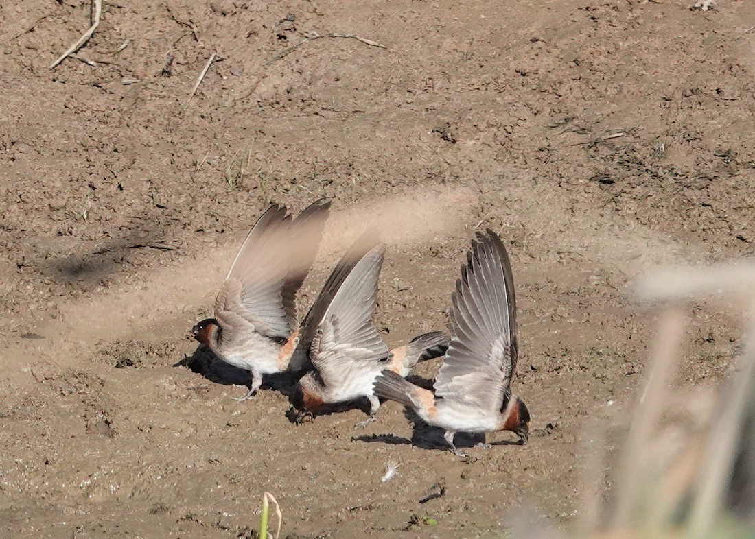 Cliff Swallow - ML617925784