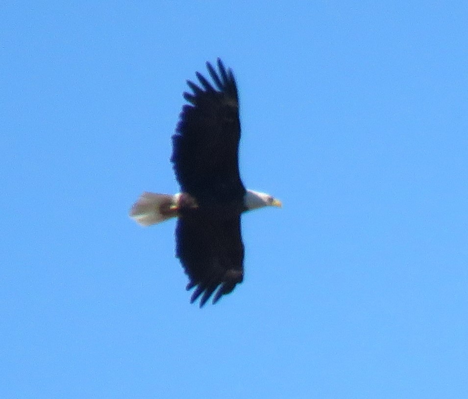 Bald Eagle - Roger Debenham