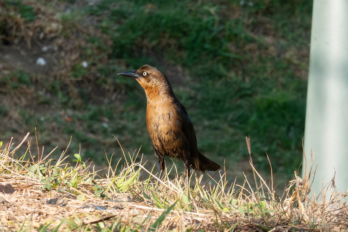 Great-tailed Grackle - ML617925865