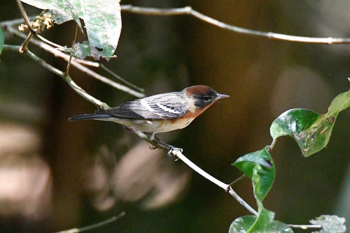 Braunkehl-Waldsänger - ML617925885