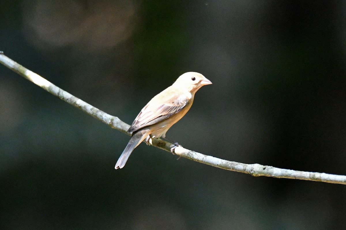 Indigo Bunting - ML617925888