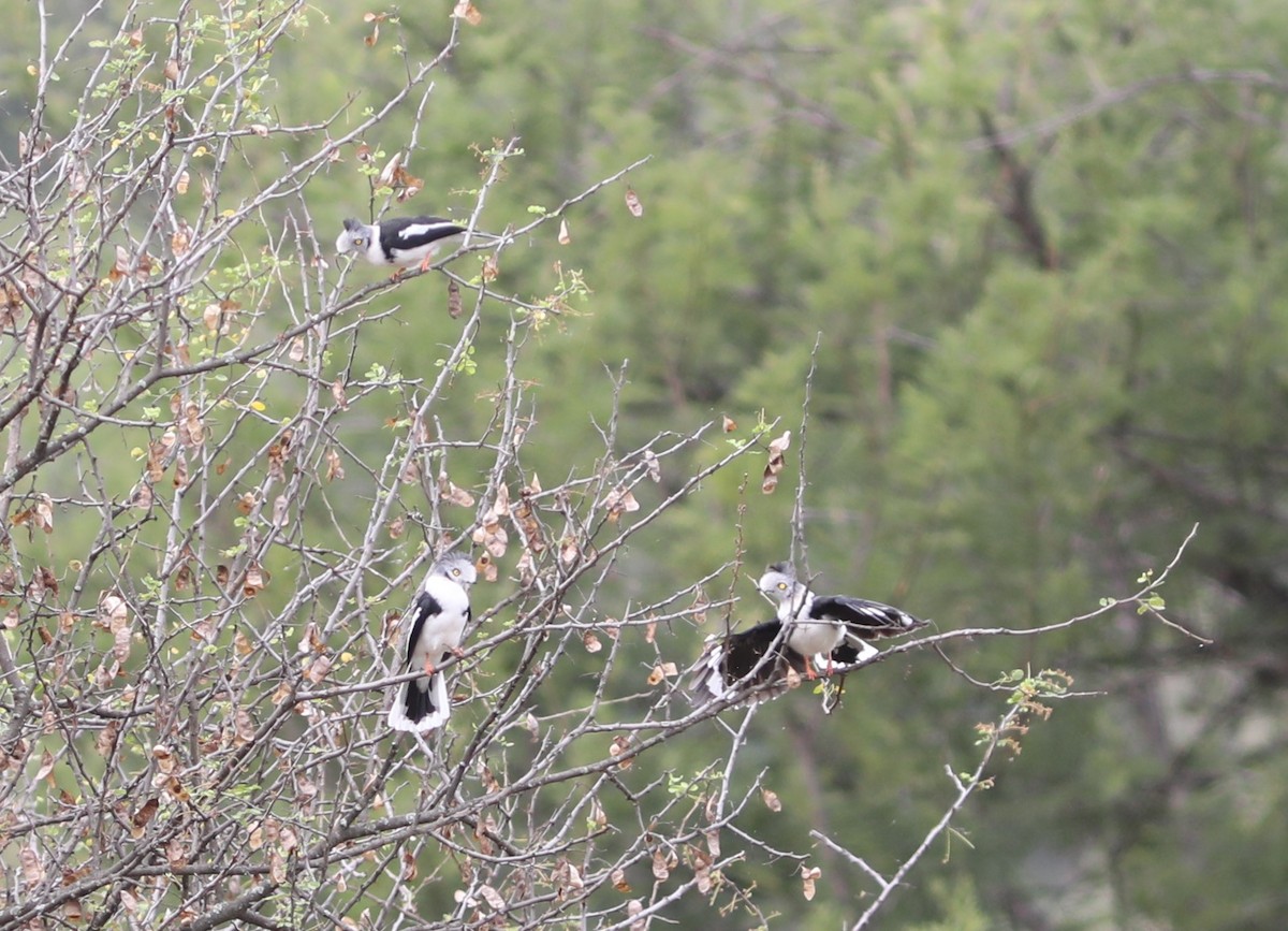 Gray-crested Helmetshrike - ML617925907